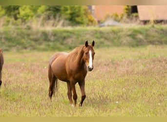 Other Breeds, Mare, 10 years, 15 hh, Chestnut-Red