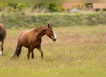 Other Breeds, Mare, 10 years, 15 hh, Chestnut-Red