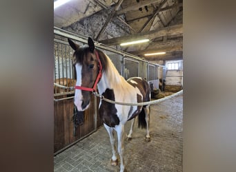 Other Breeds, Mare, 10 years, 15,1 hh, Pinto