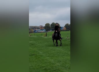 Other Breeds, Mare, 10 years, 16 hh, Brown