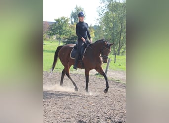 Other Breeds, Mare, 10 years, 16 hh, Brown