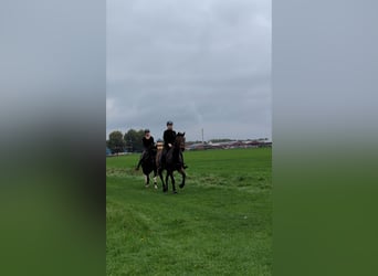 Other Breeds, Mare, 10 years, 16 hh, Brown