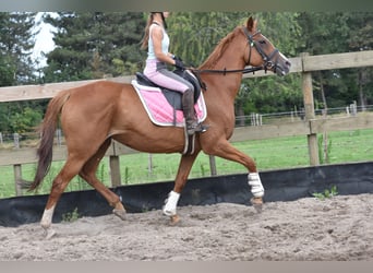 Other Breeds, Mare, 10 years, 16 hh, Chestnut-Red