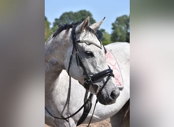 Other Breeds, Mare, 10 years, 16 hh, Gray