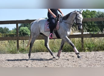 Other Breeds, Mare, 10 years, 16 hh, Gray