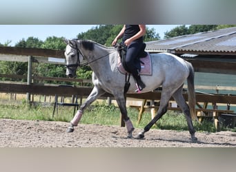 Other Breeds, Mare, 10 years, 16 hh, Gray