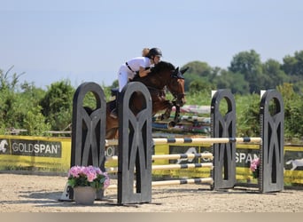 Other Breeds, Mare, 10 years, 17 hh, Brown-Light