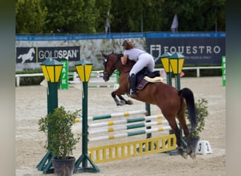 Other Breeds, Mare, 10 years, 17 hh, Brown-Light