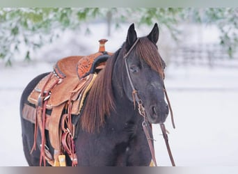 Other Breeds, Mare, 10 years, Black