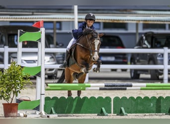 Other Breeds, Mare, 11 years, 12,1 hh, Brown