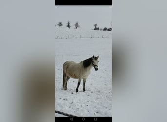Other Breeds Mix, Mare, 11 years, 12.2 hh, Gray-Fleabitten