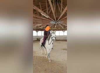 Other Breeds, Mare, 11 years, 12.2 hh, Gray-Fleabitten