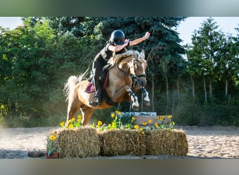 Other Breeds, Mare, 11 years, 13.2 hh, Palomino