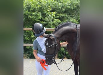 Other Breeds, Mare, 11 years, 13,1 hh, Black