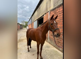 Other Breeds, Mare, 11 years, 14,2 hh, Chestnut-Red