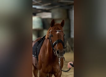 Other Breeds, Mare, 11 years, 14,2 hh, Chestnut-Red