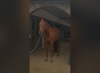 Other Breeds, Mare, 11 years, 14,2 hh, Chestnut-Red