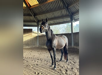 Other Breeds, Mare, 11 years, 15,1 hh, Bay-Dark