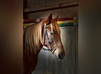 Other Breeds Mix, Mare, 11 years, 15,1 hh, Chestnut-Red