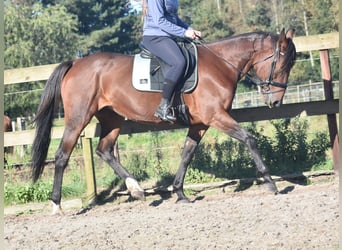 Sonstige Rassen, Stute, 11 Jahre, 15,2 hh, Dunkelbrauner