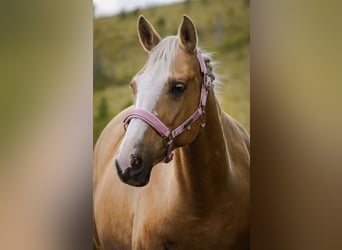 Other Breeds, Mare, 11 years, 15.2 hh, Palomino
