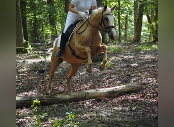 Other Breeds, Mare, 11 years, 15.2 hh, Palomino