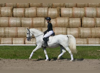 Other Breeds, Mare, 11 years, 15.3 hh, Grey
