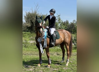 Other Breeds Mix, Mare, 11 years, 15.3 hh