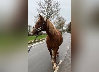 Other Breeds Mix, Mare, 11 years, 15 hh, Chestnut-Red