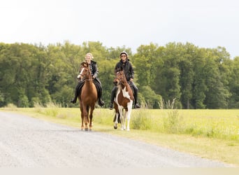 Other Breeds, Mare, 11 years, 15 hh, Chestnut-Red