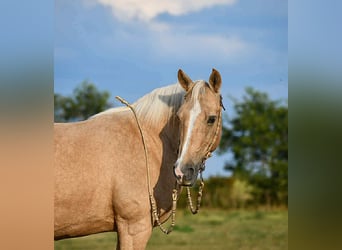 Other Breeds, Mare, 11 years, 15 hh, Palomino