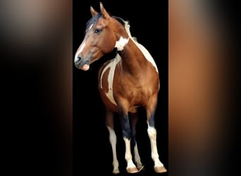 Other Breeds Mix, Mare, 11 years, 15 hh, Pinto