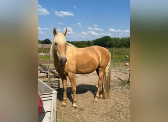 Other Breeds, Mare, 11 years, 15,2 hh, Palomino