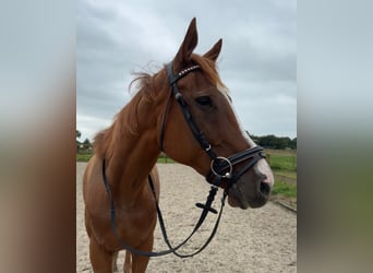 Other Breeds, Mare, 11 years, 16,1 hh, Chestnut-Red