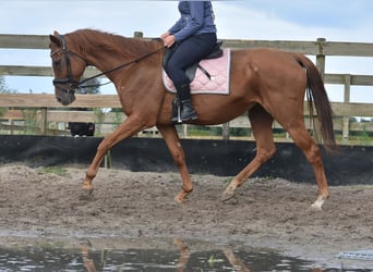 Other Breeds, Mare, 11 years, 16,1 hh, Chestnut-Red