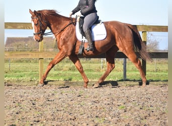 Other Breeds, Mare, 11 years, 16,1 hh, Chestnut-Red