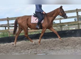 Other Breeds, Mare, 11 years, 16,1 hh, Chestnut-Red