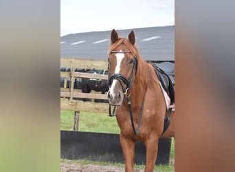 Sonstige Rassen, Stute, 11 Jahre, 16,1 hh, Fuchs