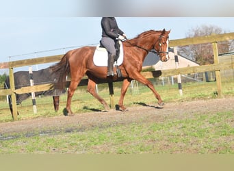 Other Breeds, Mare, 11 years, 16,1 hh, Chestnut-Red