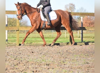 Other Breeds, Mare, 11 years, 16,1 hh, Chestnut-Red