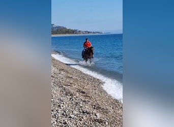 Other Breeds, Mare, 11 years, 16 hh, Brown