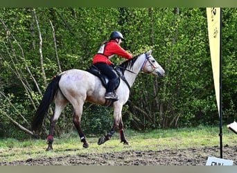 Other Breeds, Mare, 11 years, 16 hh, Buckskin