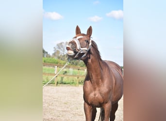 Other Breeds, Mare, 11 years, 16 hh, Chestnut