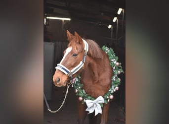 Other Breeds, Mare, 11 years, 16 hh, Chestnut