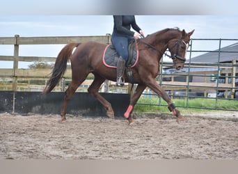 Other Breeds, Mare, 11 years, 16 hh, Chestnut