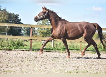 Other Breeds, Mare, 11 years, 16 hh, Chestnut