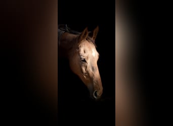 Other Breeds, Mare, 11 years, 16 hh, Chestnut-Red