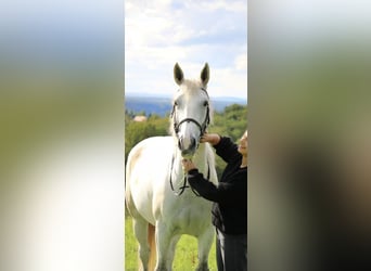 Other Breeds, Mare, 11 years, 16 hh, Gray