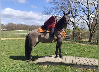 Other Breeds, Mare, 11 years, 16 hh, Grullo