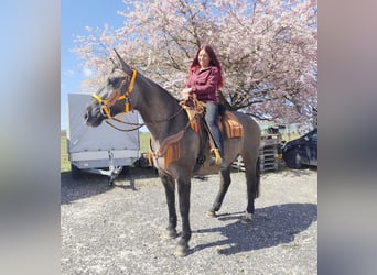 Other Breeds, Mare, 11 years, 16 hh, Grullo